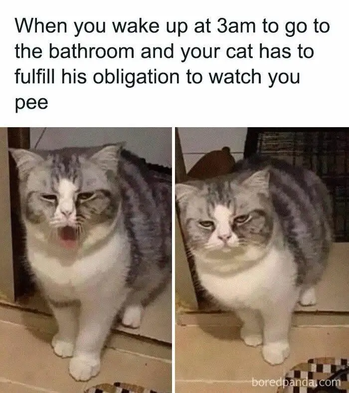 The image shows two side-by-side photos of a fluffy gray and white cat with a grumpy, unimpressed expression. In the left…
