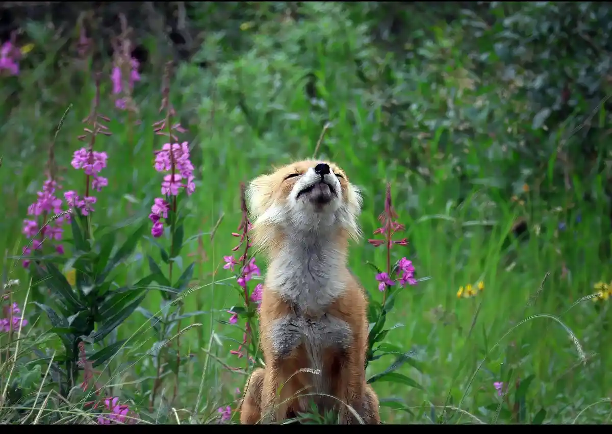 A red fox sits upright in a field of green grass and purple wildflowers, its head tilted back with eyes closed and mouth…