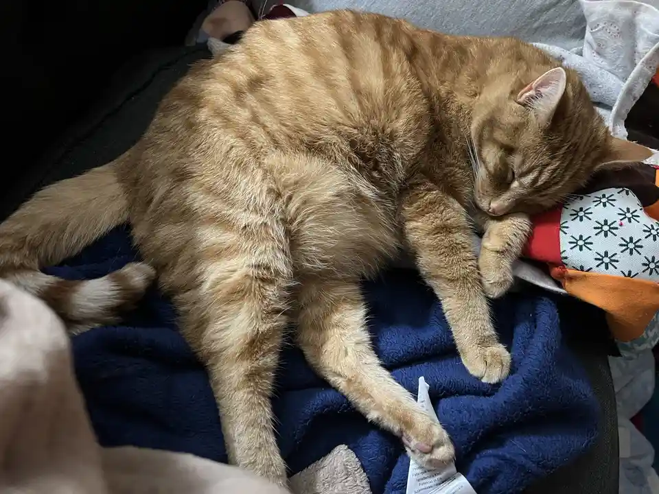 An orange tabby cat is curled up and sleeping soundly on a blue blanket, its head resting on a colorful patchwork fabric…