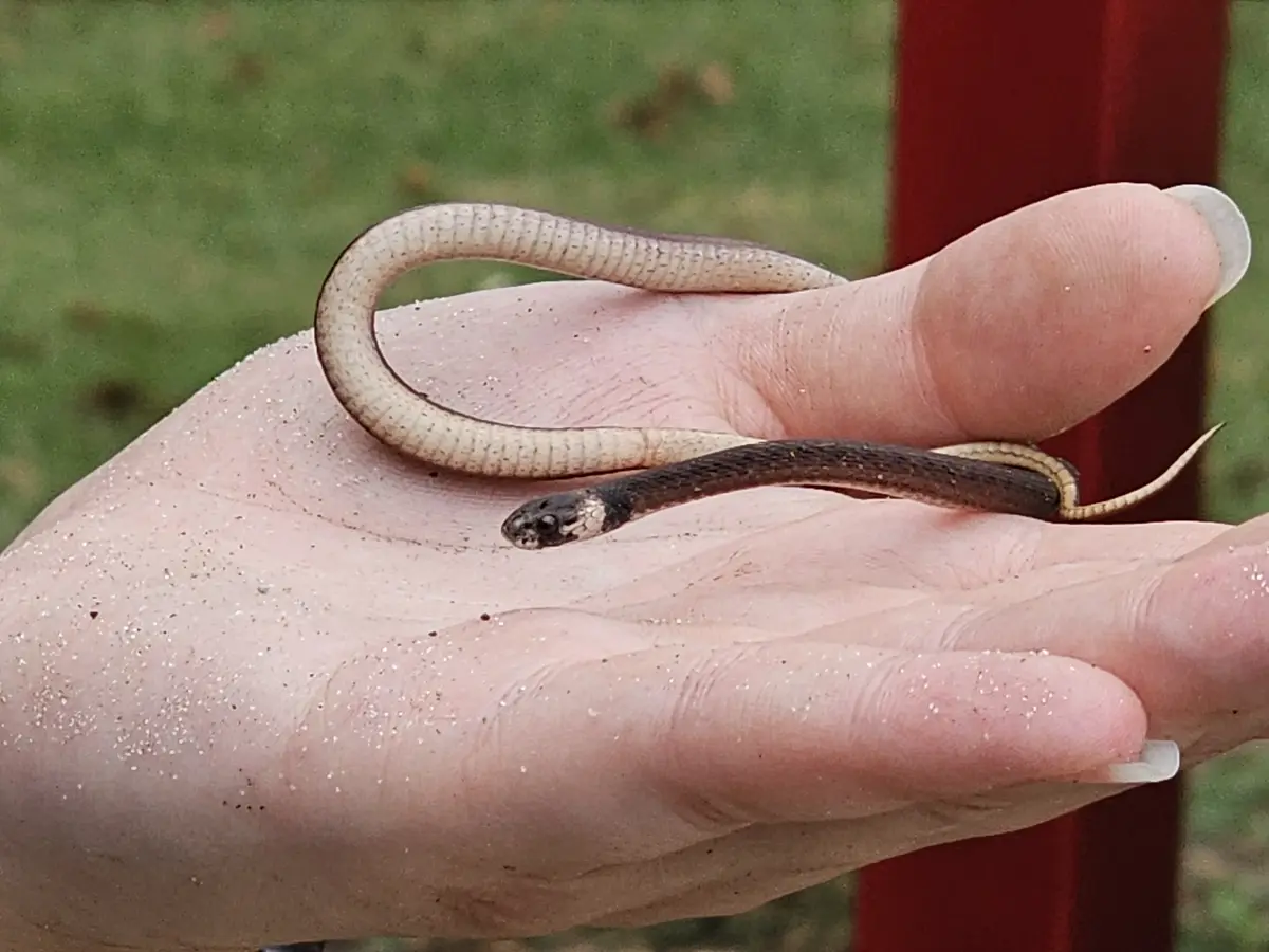 A small, slender snake with a dark head and lighter body is curled in the palm of a person's hand, which has sand on it. The…