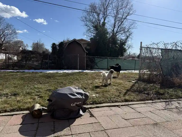 Two dogs stand in a grassy backyard with patches of snow under a clear blue sky; a covered Culinart grill sits on a paved…