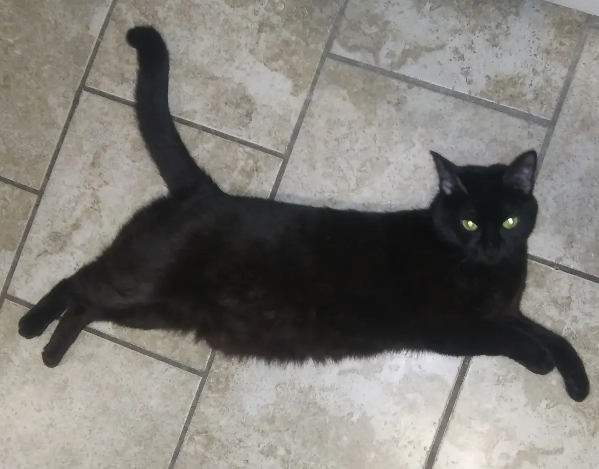 A black cat with glowing green eyes lies stretched out on a light-colored tiled floor, looking directly at the camera. The…