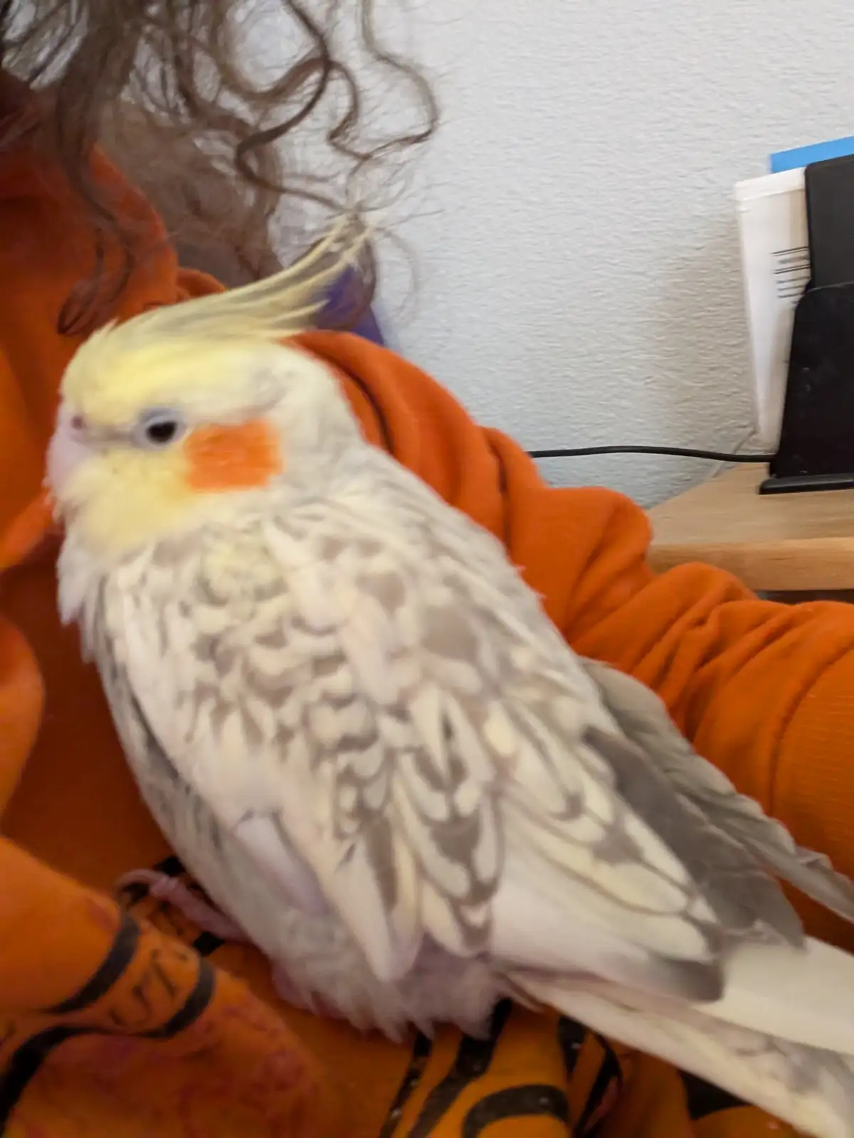 A cockatiel with a yellow crest and orange cheek patches perches on a person wearing orange clothing, looking away with a…