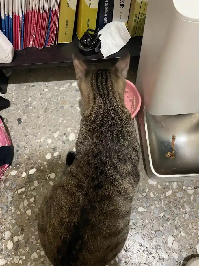 A tabby cat is viewed from behind, sitting on a speckled floor and staring intently at a pink bowl with food residue. To the…