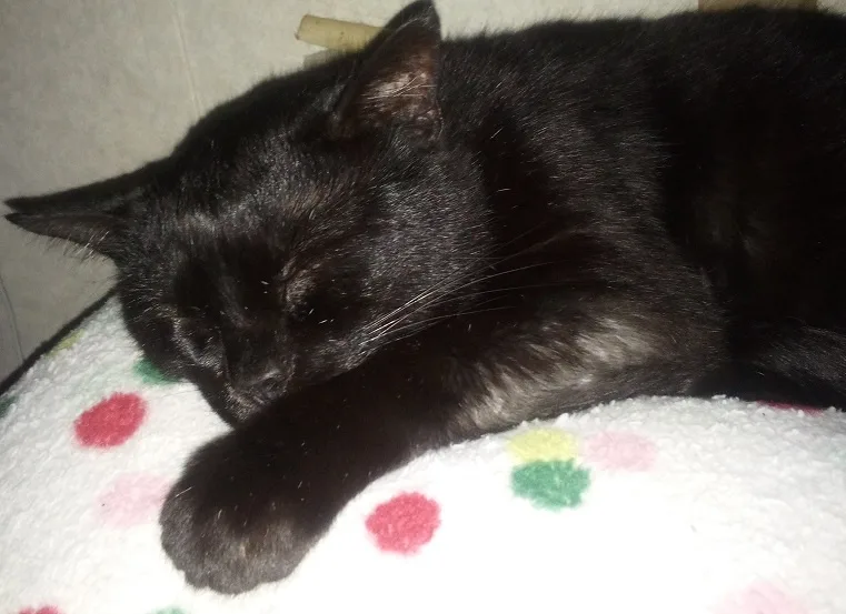 Meet the Sleepy Big Boy