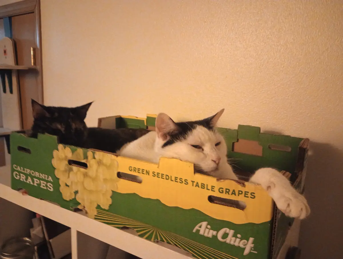 Two cats are lounging inside a vintage green and yellow cardboard crate labeled 'CALIFORNIA GRAPES' and 'GREEN SEEDLESS…