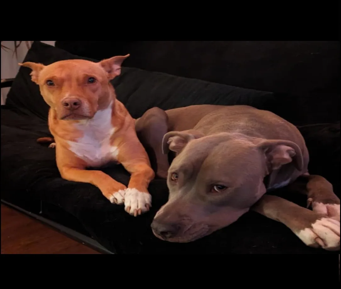 Two pit bull-type dogs sit on a black couch; one tan dog with white paws looks directly at the camera with a serious…