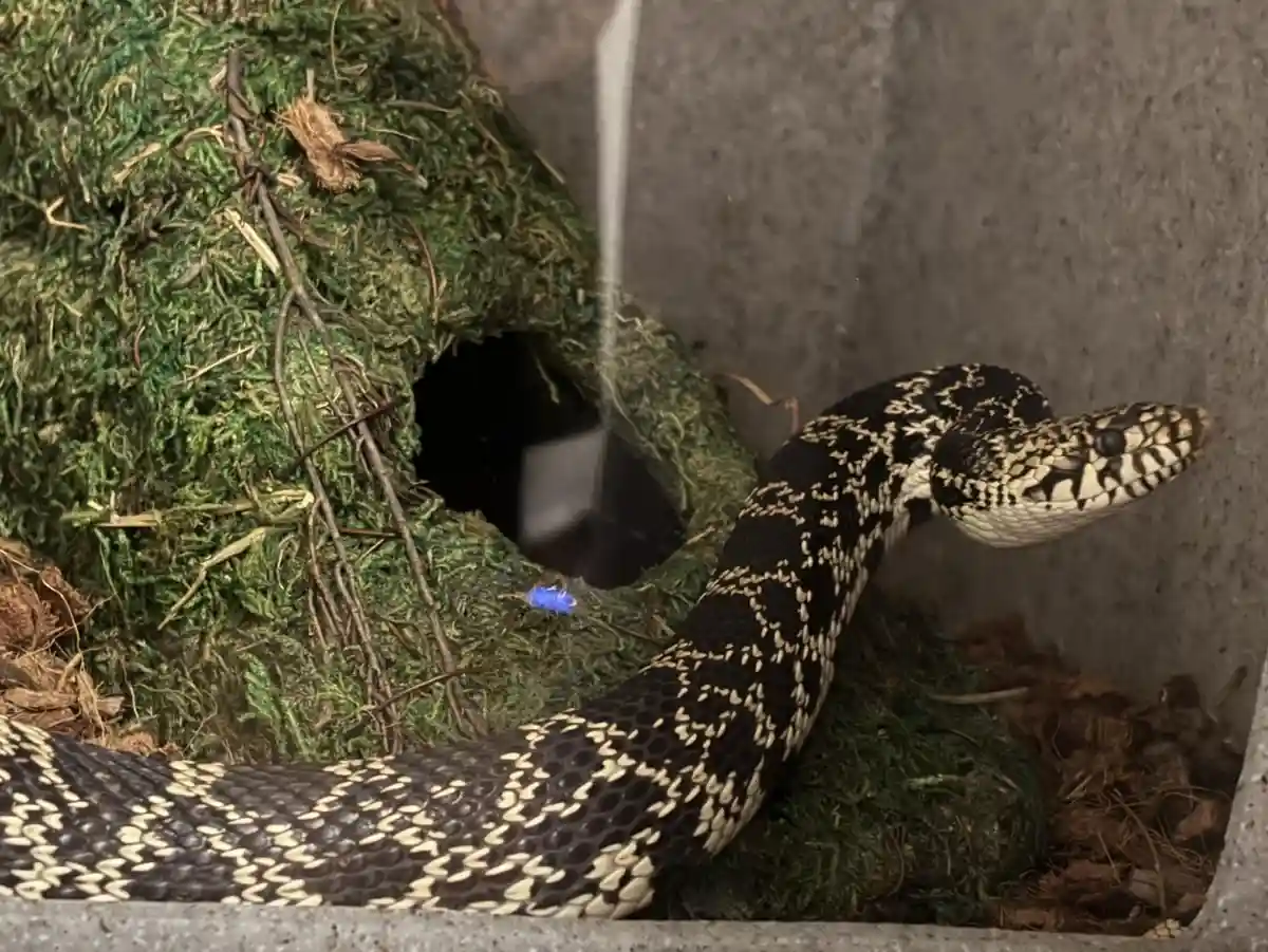 A black and cream patterned snake is coiled near a moss-covered hide in a terrarium, its head raised and facing right. The…