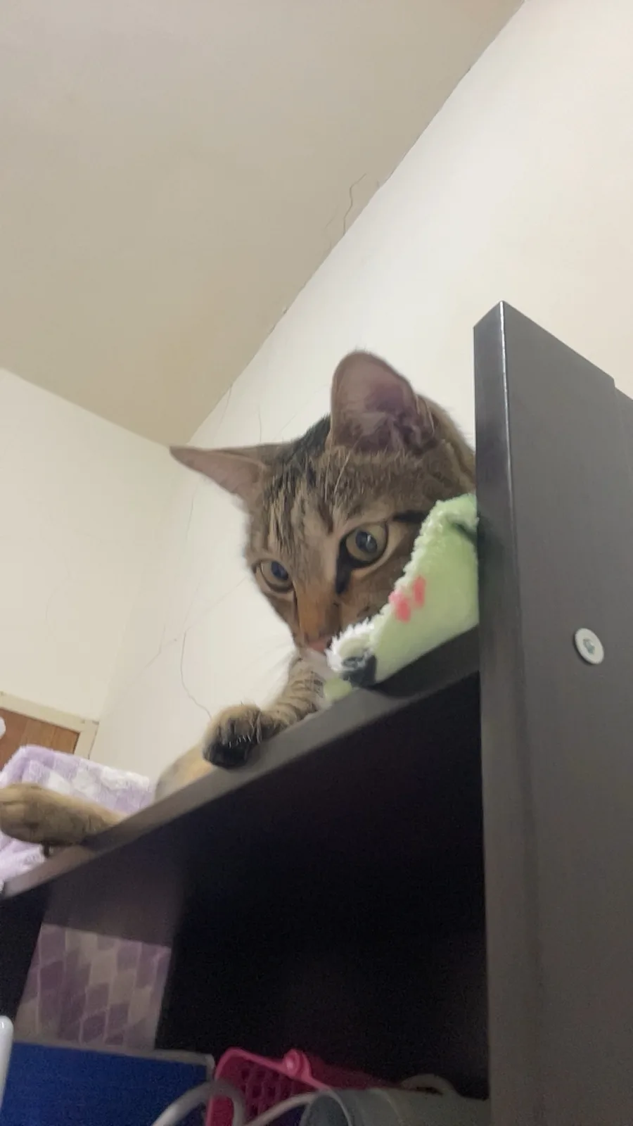 A tabby cat with wide, intense eyes peers down from the top of a dark wooden shelf, one paw resting on the edge. It holds a…