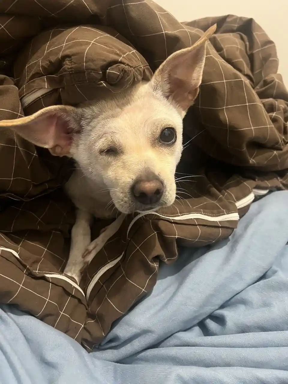 A small white dog with large ears is peeking out from under a brown plaid blanket, one eye closed and the other open…