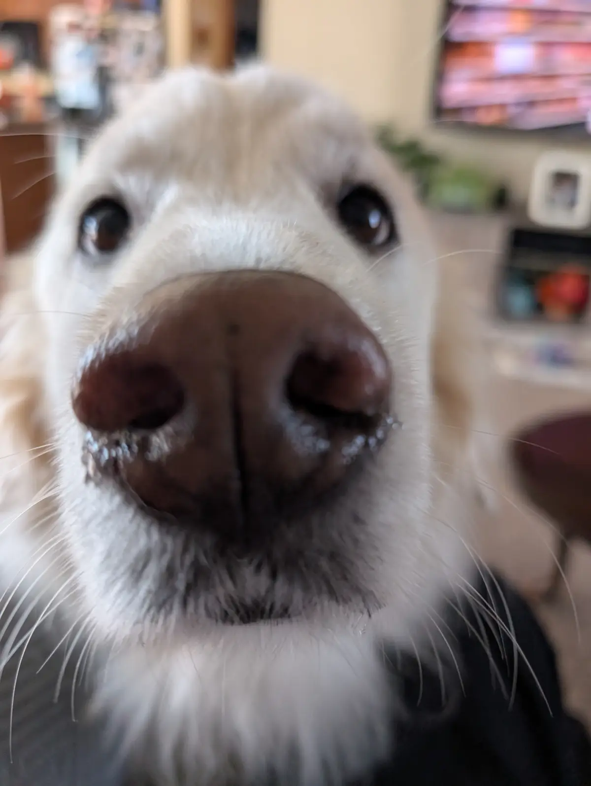 A close-up photo of a light-colored dog's face, with its nose and eyes filling the frame, looking directly at the camera…