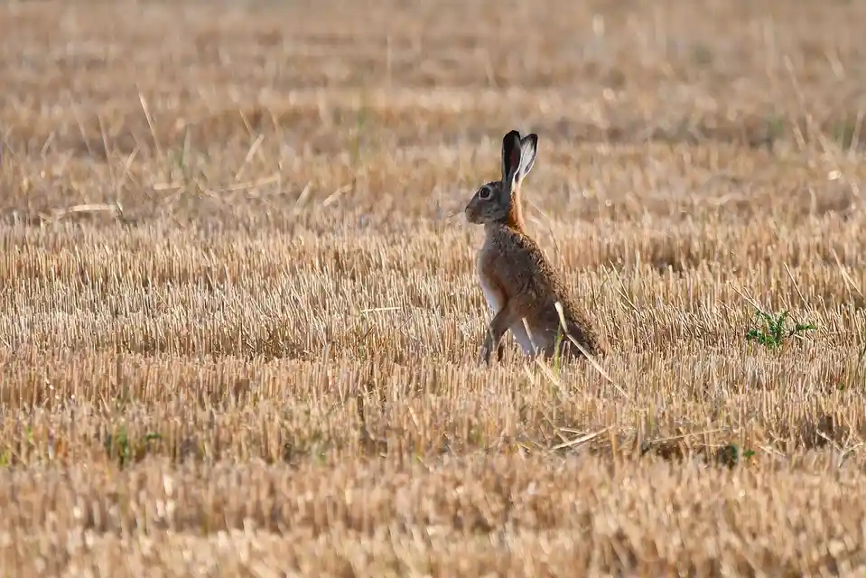 A brown hare stands alert in a field of dry, golden stubble, its long ears perked up as it looks toward the left. The image…