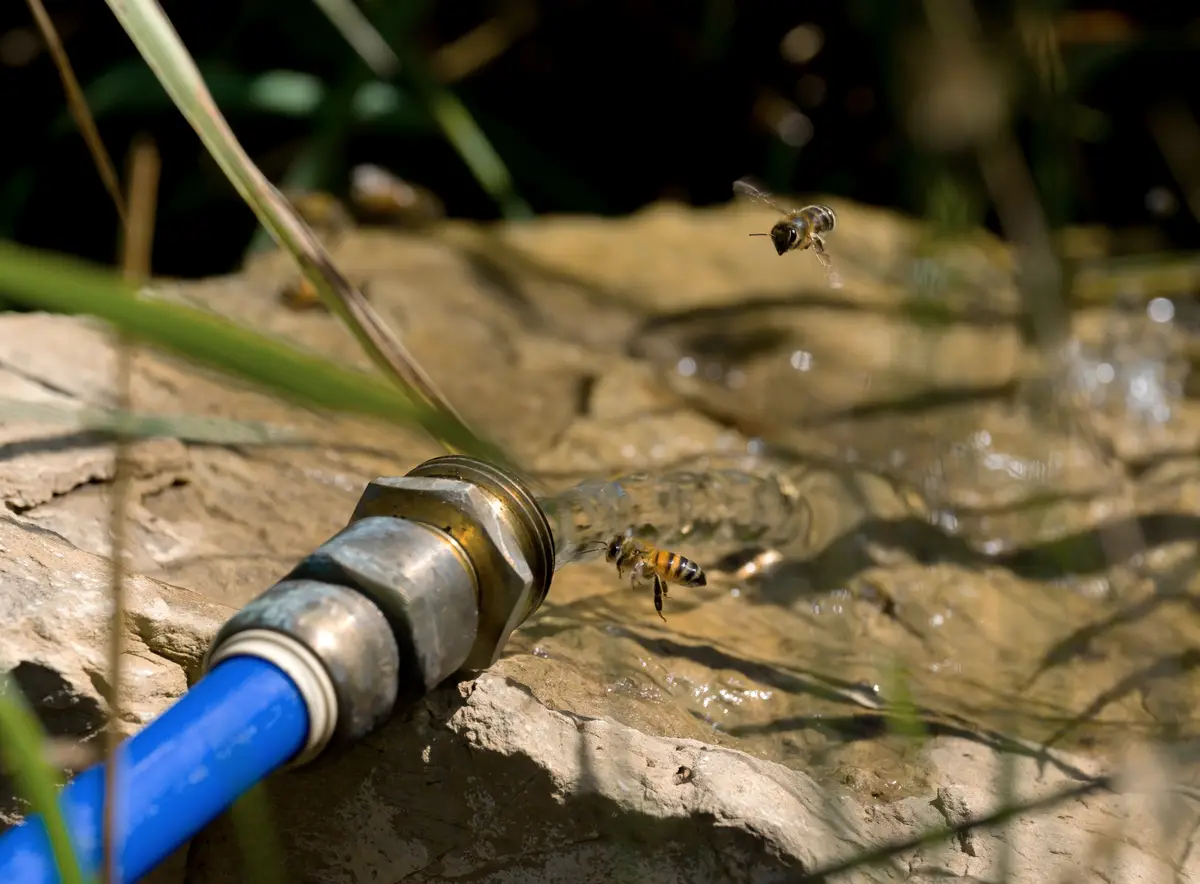 A close-up photo shows a bee mid-flight near a stream of water shooting from a blue garden hose nozzle, with another bee…