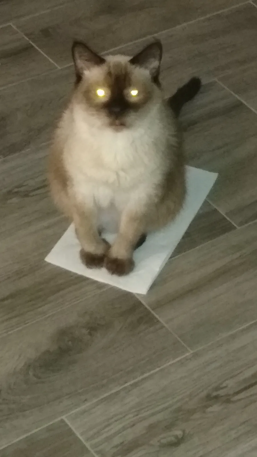 A fluffy, light-colored cat with glowing eyes sits upright on a single white paper towel placed on a gray tiled floor…