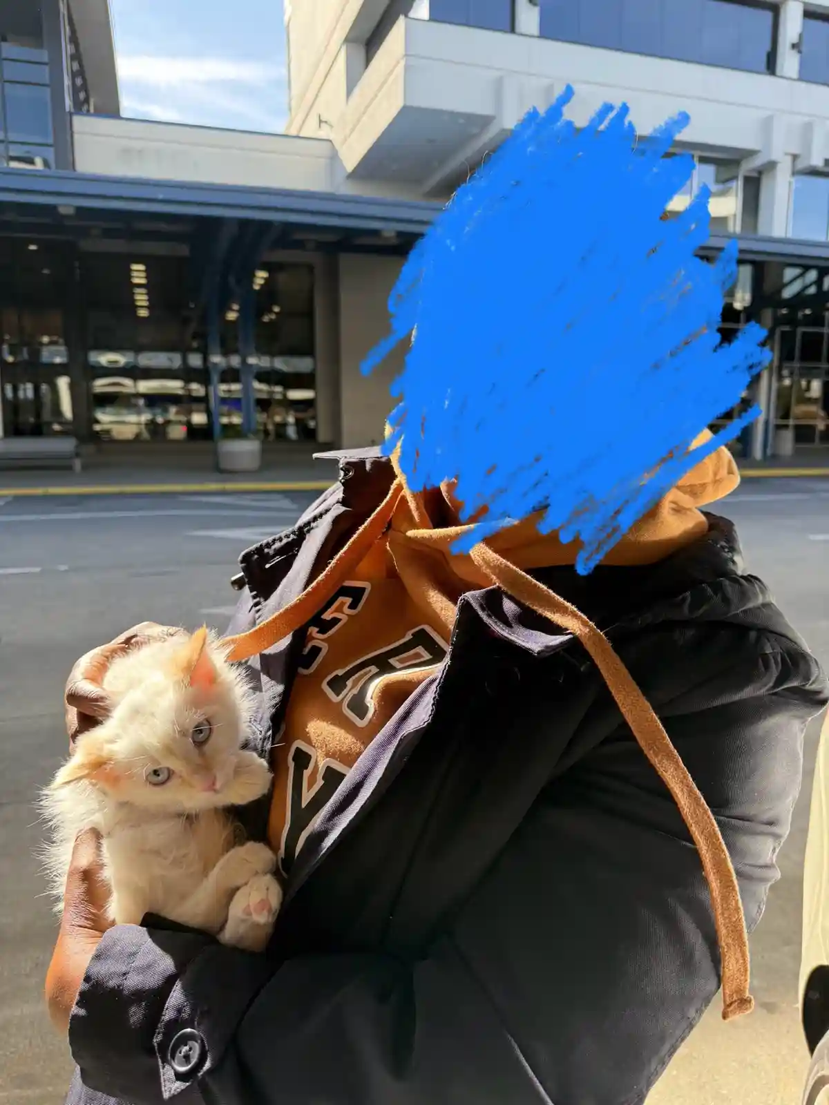 A person wearing a black jacket over an orange hoodie holds a small, fluffy, cream-colored kitten with striking blue eyes…