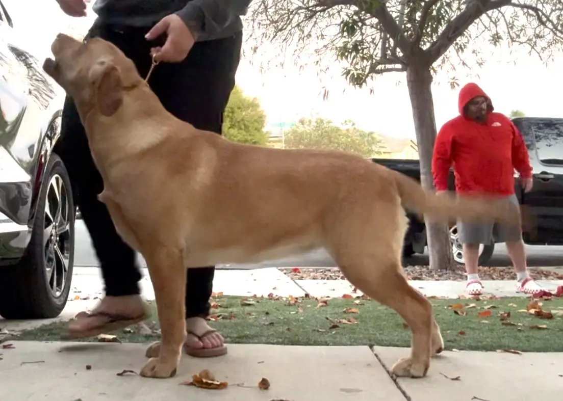 A yellow Labrador Retriever stands attentively on a sidewalk, looking up at a person holding its leash. In the background, a…