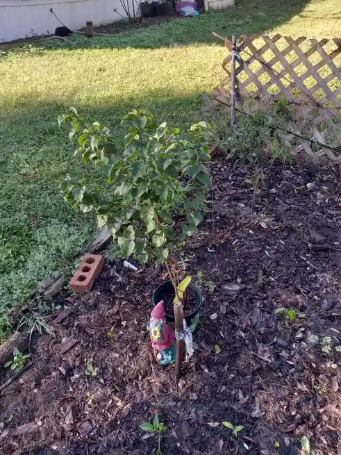 A small tree in a black pot is planted in a mulched garden bed, supported by a wooden stake. Beside it stands a small garden…
