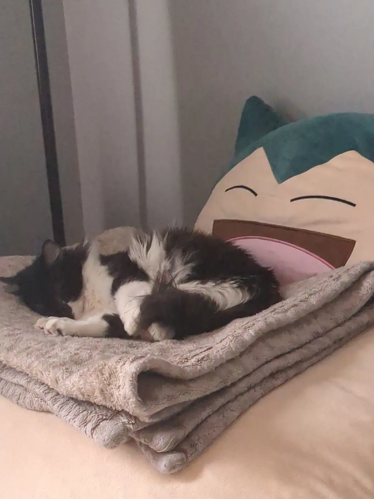A black and white cat is curled up sleeping on a folded grey blanket on a bed, next to a large plush pillow shaped like the…
