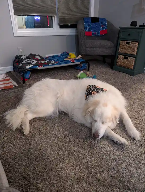 A fluffy white dog is sleeping soundly on a brown carpet in a living room, wearing a Halloween-themed bandana. In the…