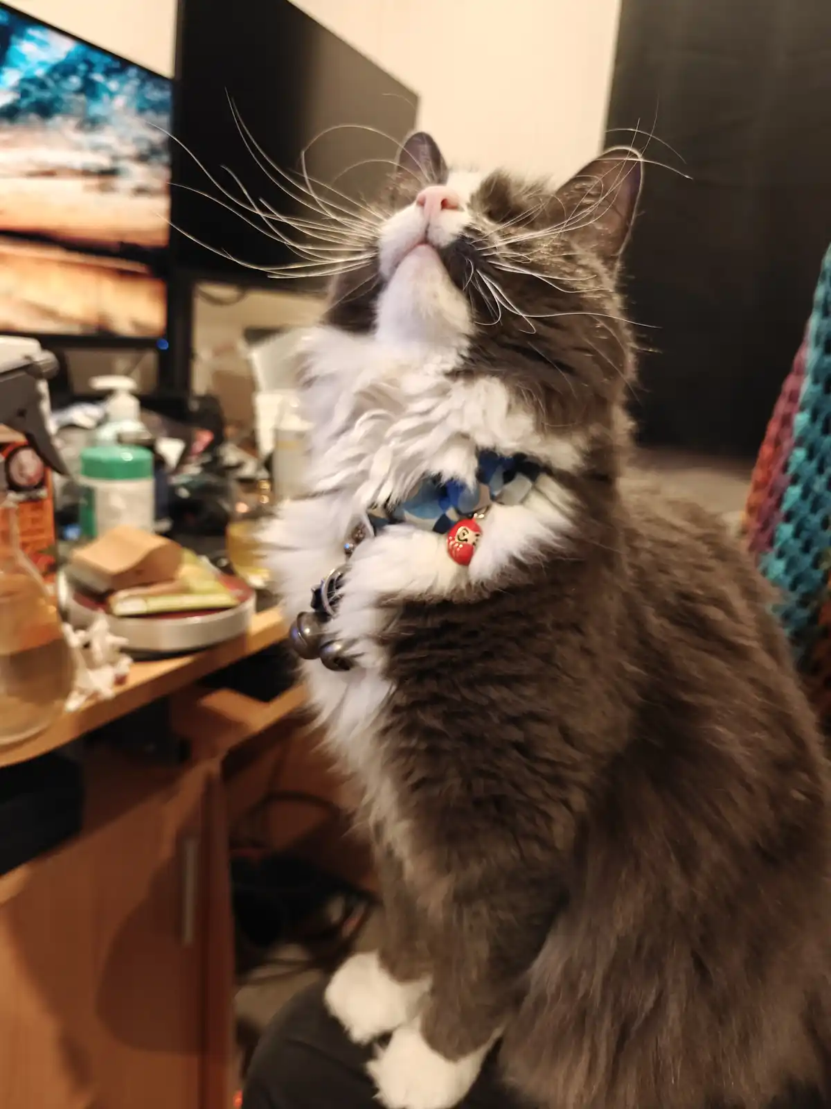 A fluffy gray and white cat sits upright, head tilted back with eyes closed and whiskers fanned out, appearing blissful or…