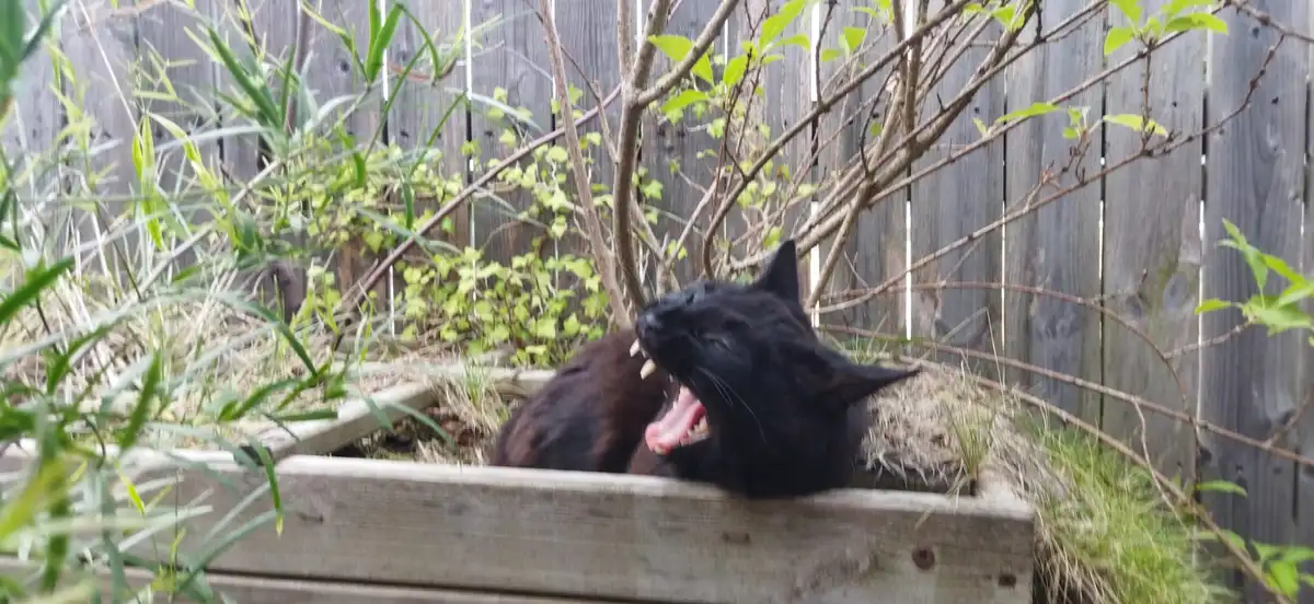A black cat is lying in a wooden garden bed, yawning widely with its mouth open, showing teeth and tongue, surrounded by…