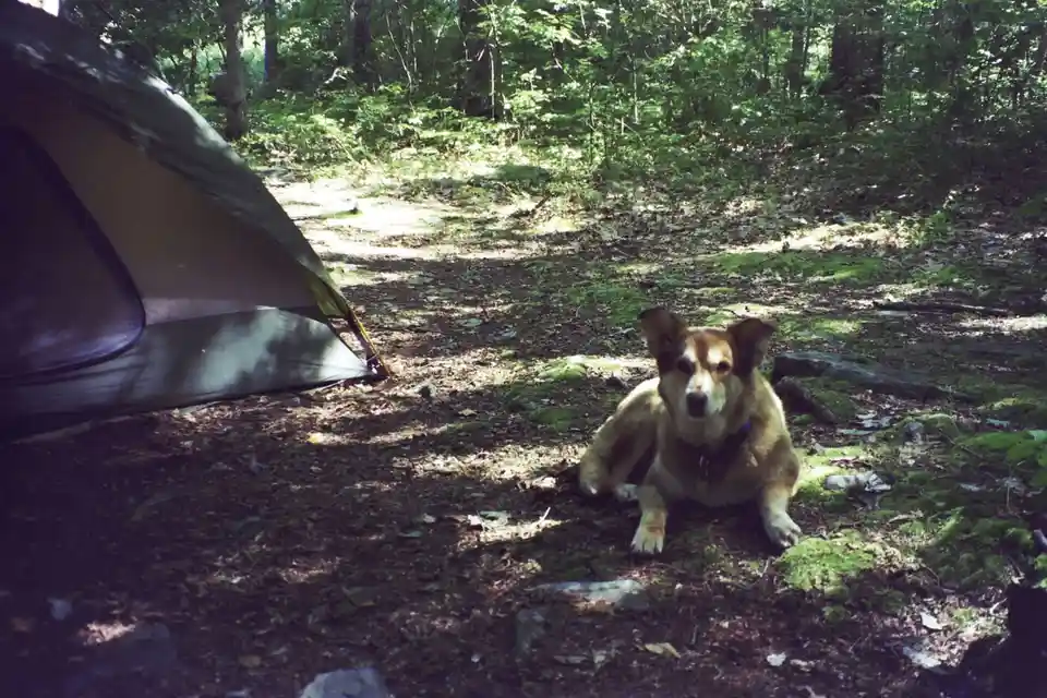 A tan and white dog with floppy ears lies calmly on mossy forest floor next to a green and tan camping tent. Sunlight…