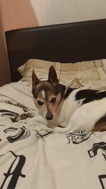 A triptych of a small brown and white dog lying on a bed with a patterned duvet, showing a sequence of expressions: first…