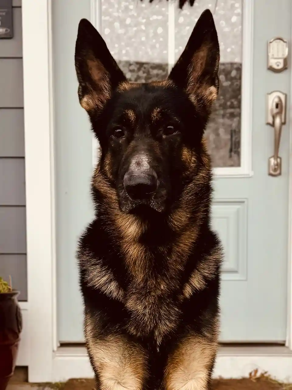 A German Shepherd dog sits upright on a porch in front of a light blue door with a brass handle and deadbolt. The dog has…