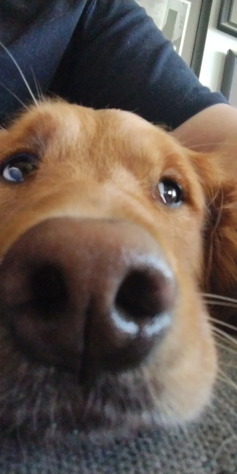 A close-up photo of a golden retriever's face, with its nose almost touching the camera lens and its eyes looking directly…
