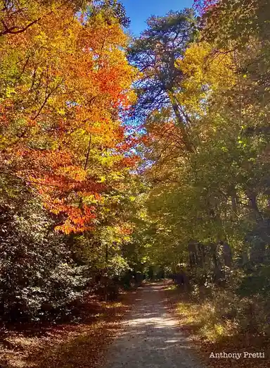 A scenic autumn forest path lined with trees displaying vibrant orange, yellow, and green foliage under a clear blue sky…