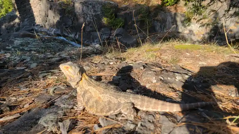 A bearded dragon lizard is basking in sunlight on a rocky, pine-needle-covered ground with a stone wall and foliage in the…