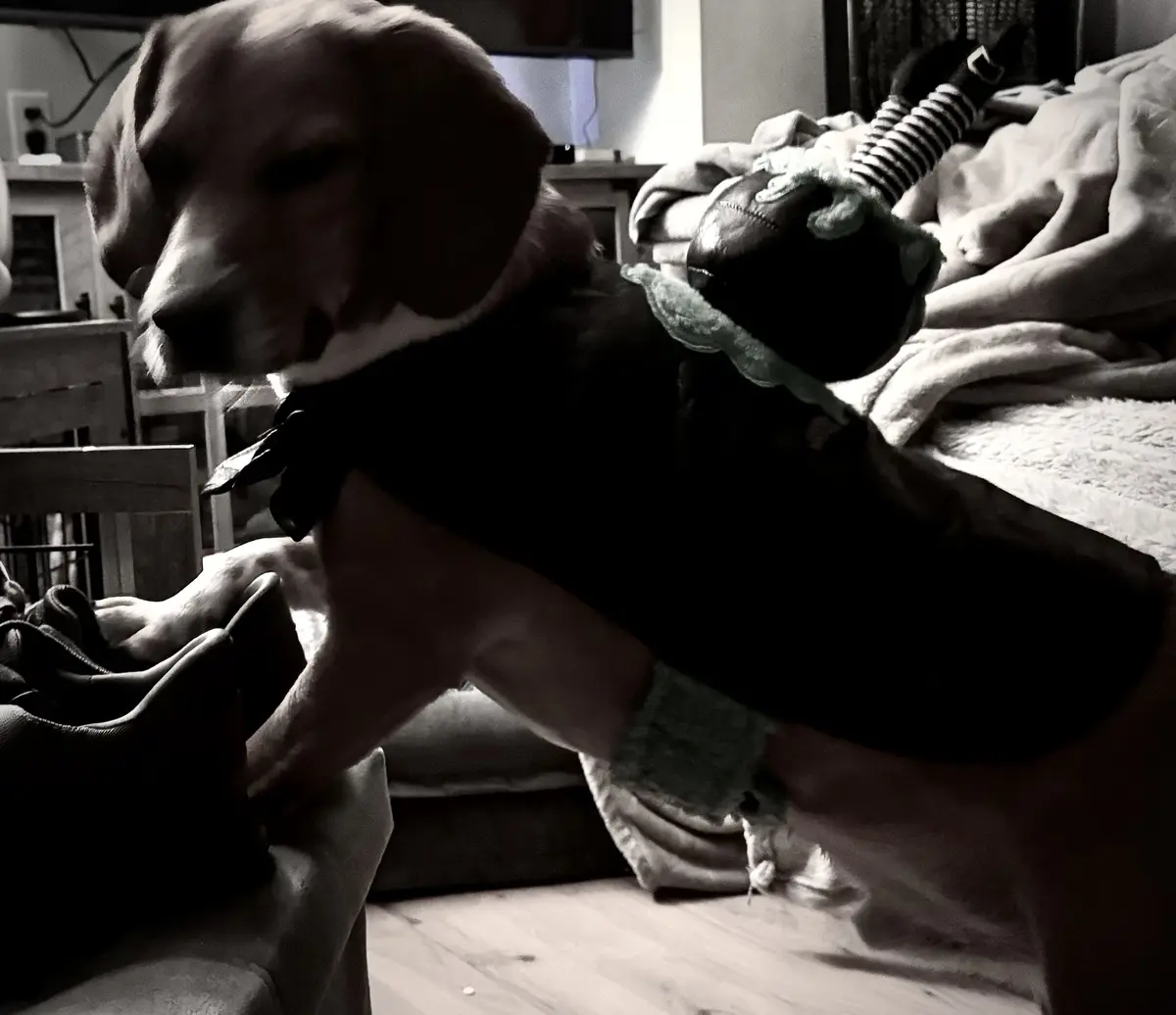 A black-and-white photo of a beagle-like dog wearing a dark outfit with a bow tie and green knitted accessories, standing in…