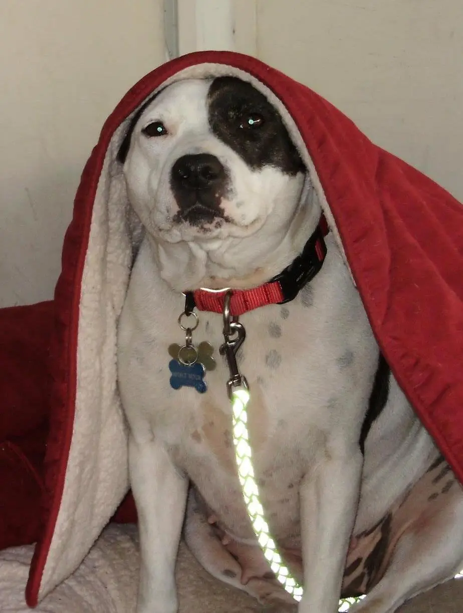A white and black dog with a solemn expression sits draped in a red blanket with a white fleece interior, resembling a cape…