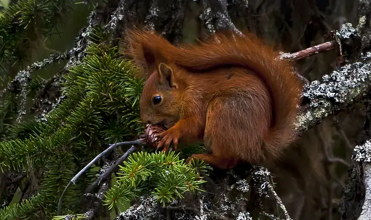a red squirrel with a bushy tail is perched on a mossy tree branch, holding a pinecone in its paws and nibbling on it. The…