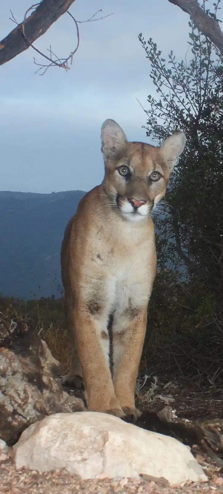 Would you dare to pet this adorable creature?