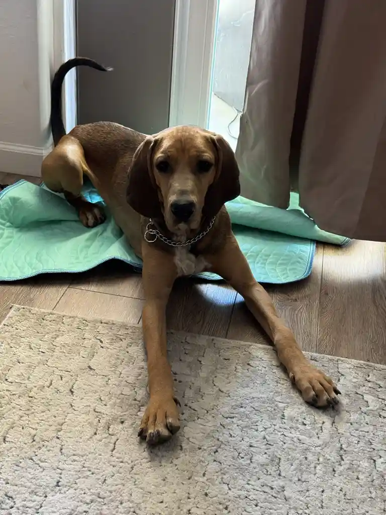 A brown hound dog with floppy ears and a chain collar lies on a light green quilted mat on a wooden floor, one front paw…