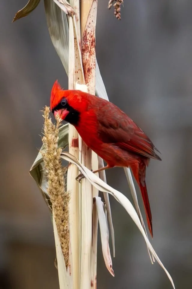 A vibrant red male cardinal perches on a dried corn stalk, pecking at a seed head. The bird's bright plumage contrasts with…