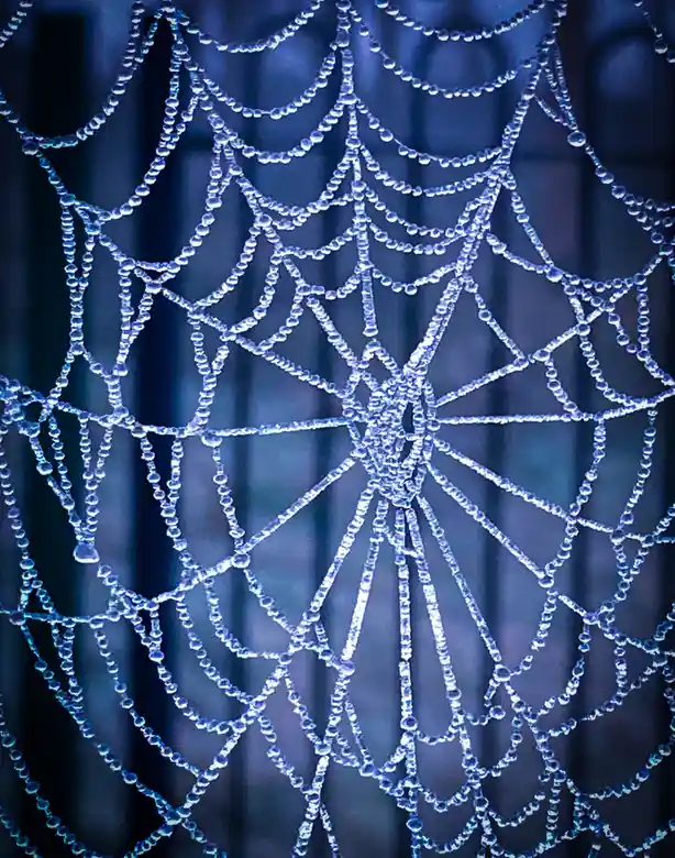 A close-up photograph shows a spiderweb intricately covered in dewdrops, glowing with a blueish hue against a dark, blurred…