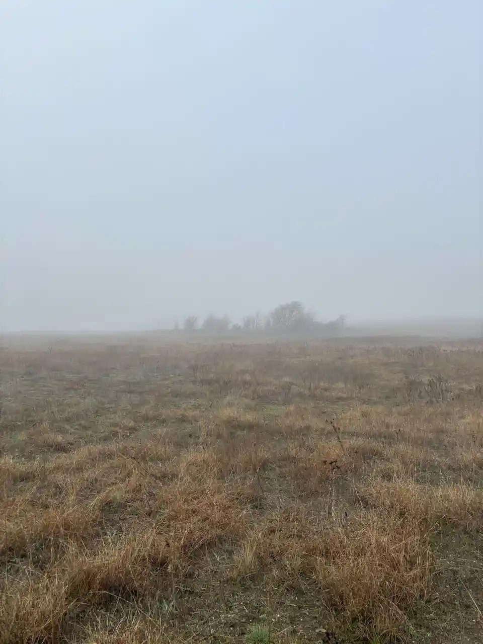 A wide, foggy field with dry, brown grass stretching toward a distant line of barely visible trees. The sky is uniformly…