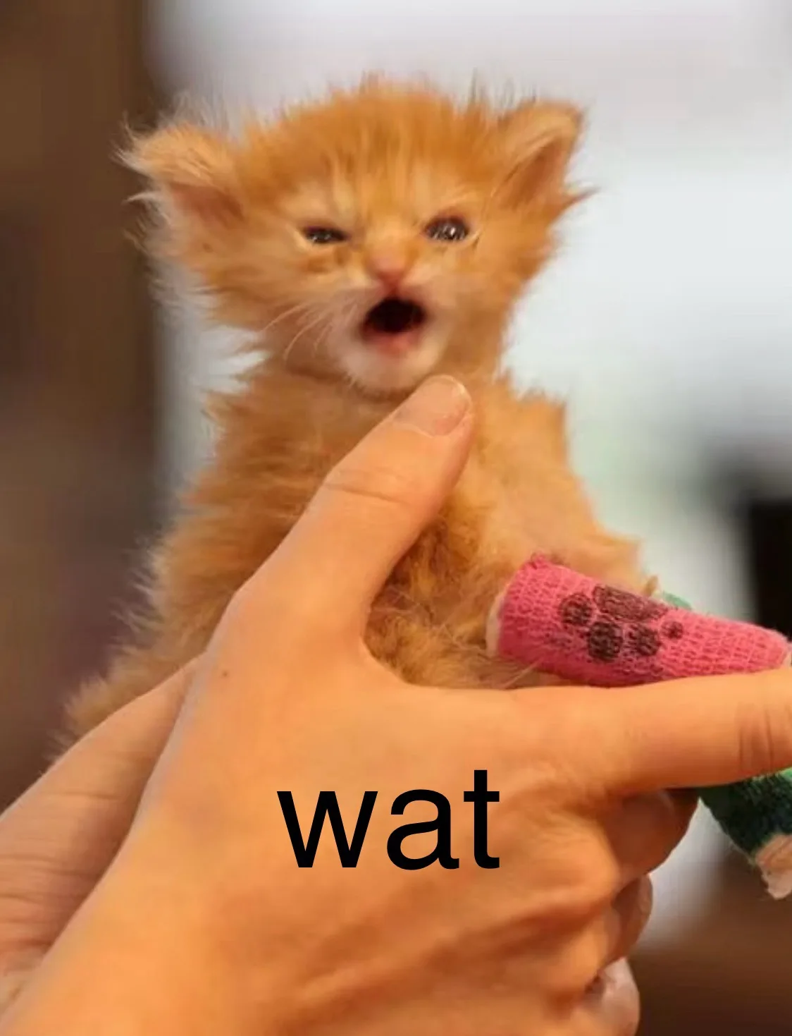 A tiny orange kitten with wide eyes and an open mouth is being held in a person's hand, its front paw wrapped in a pink…