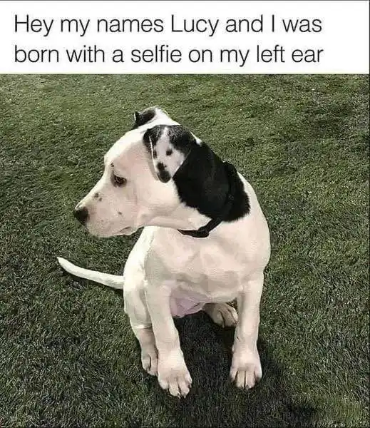 A black and white dog sits on green grass, looking away from the camera. A small, blurry image resembling a selfie is…