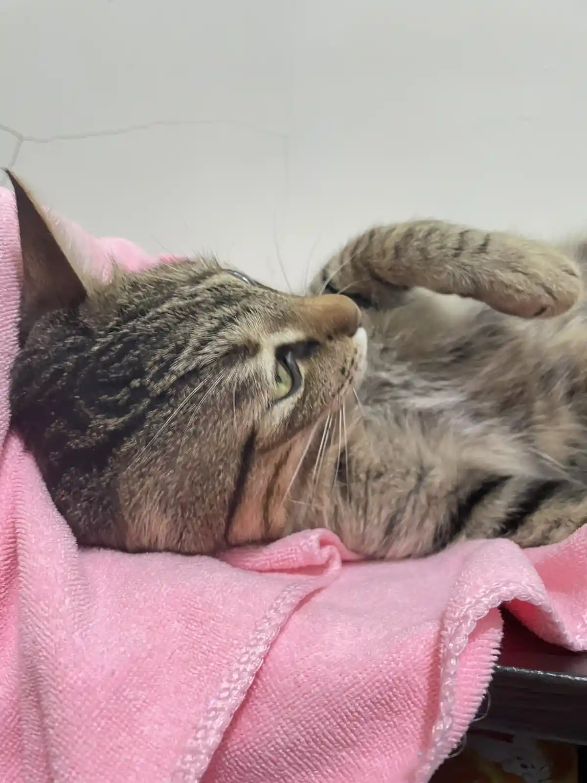 A tabby cat with brown and black stripes is lying on its back on a pink towel, one paw raised near its face, looking relaxed…