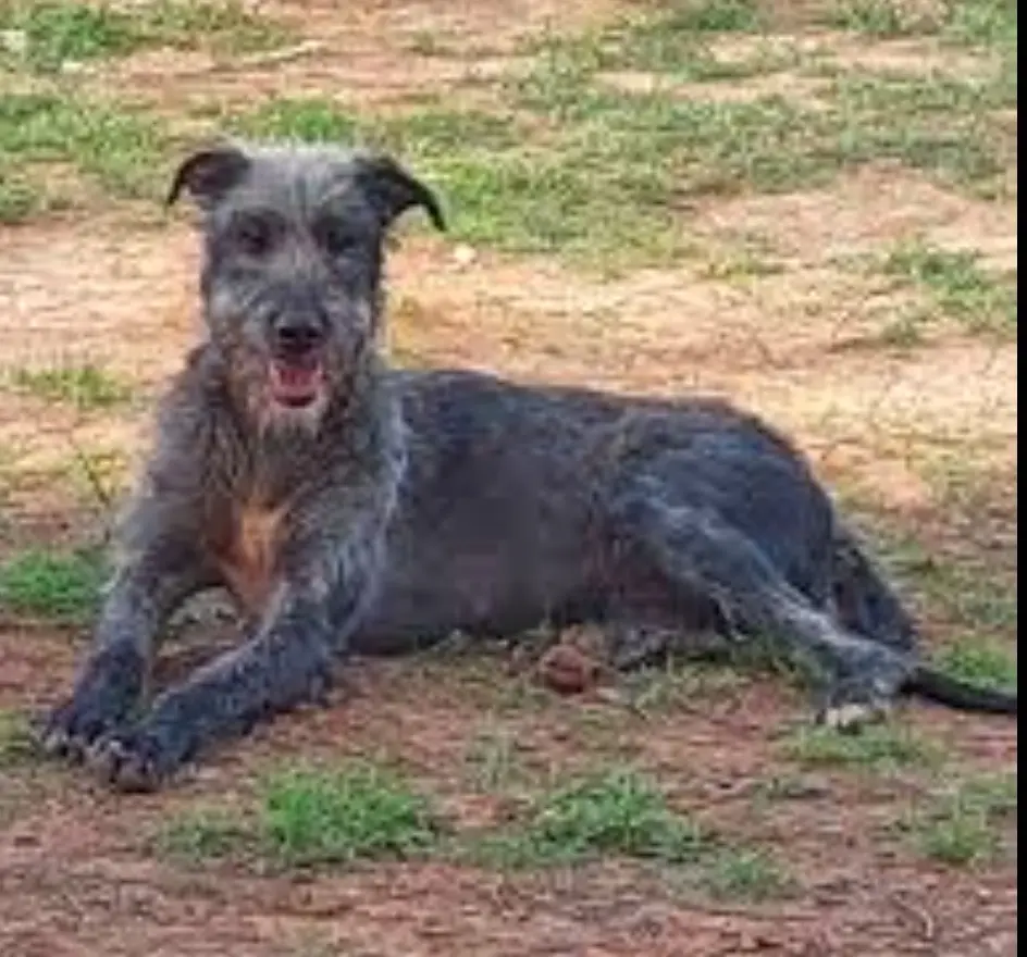 A scruffy, shaggy dog with dark, matted fur and a tan chest lies on dry, patchy grass and dirt. Its mouth is open, showing…