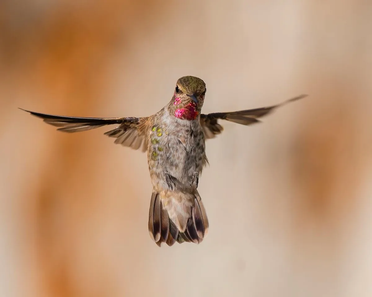 A hummingbird is captured mid-flight with its wings blurred from rapid motion, hovering against a soft, out-of-focus…
