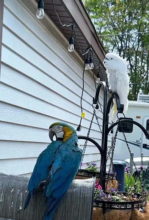 A blue-and-yellow macaw sits on a patio chair while a white cockatoo perches on a hanging planter stand. String lights hang…