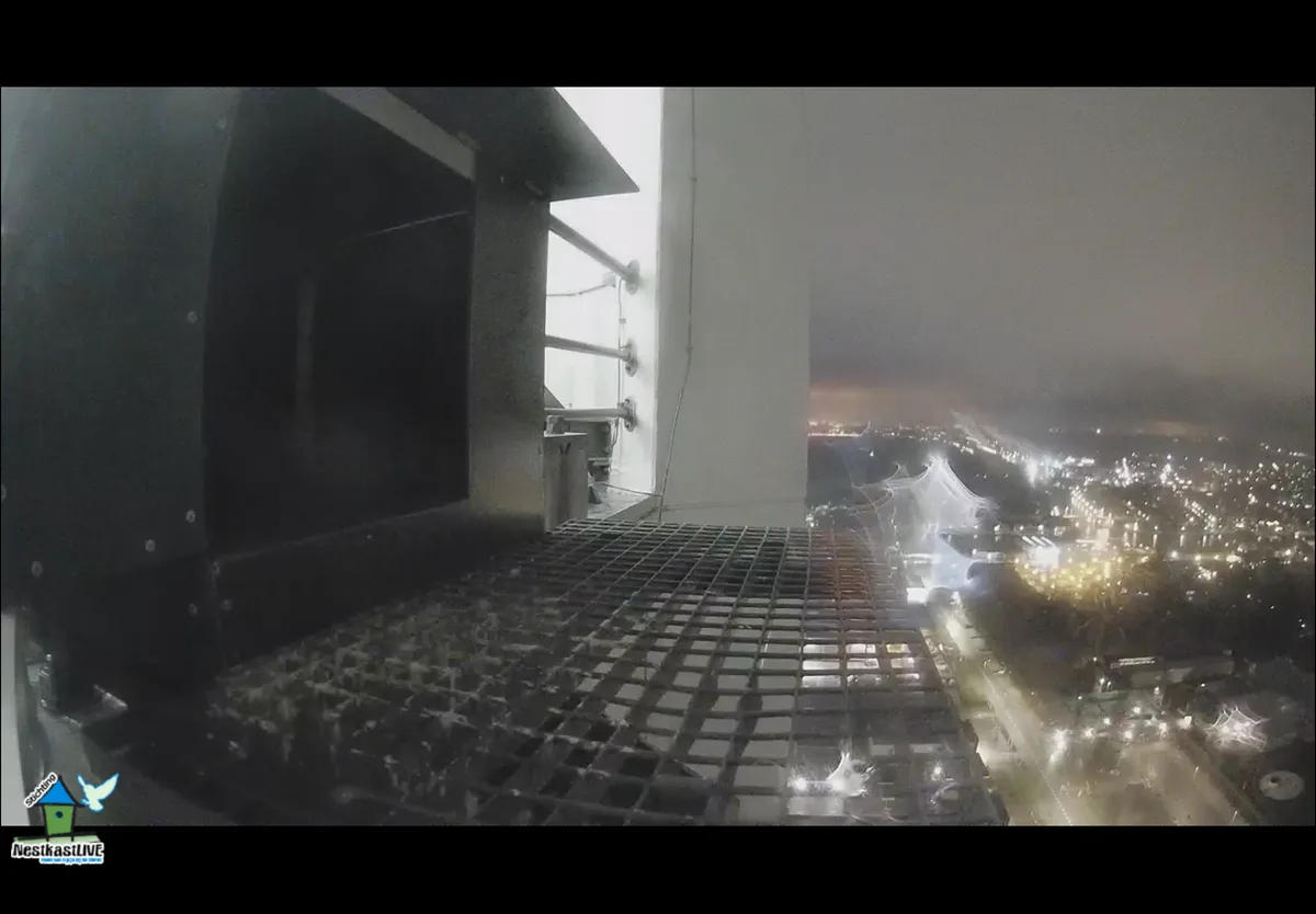 A unique view from the falcon's perch.