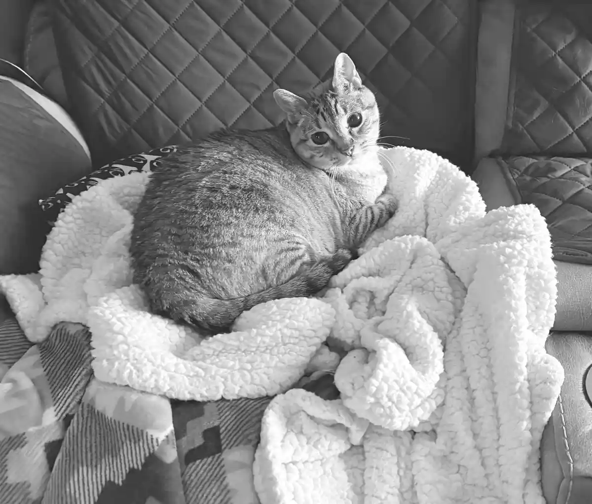 A black-and-white photo shows a tabby cat curled up on a fluffy white blanket on a quilted couch, looking directly at the…