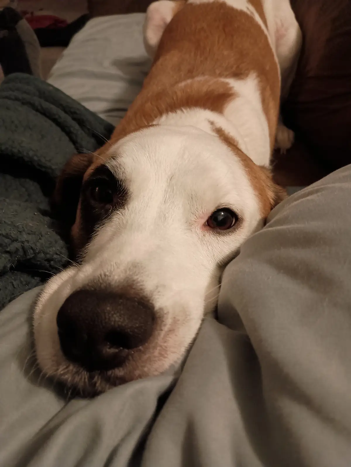 A close-up photo of a brown and white dog lying on a bed, its head resting on a grey blanket, looking directly at the camera…