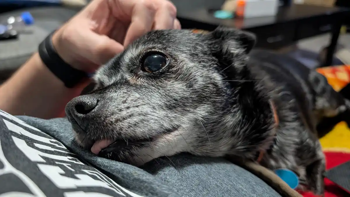 A close-up photo shows an older dog with gray and black fur resting its head on a person's gray t-shirt, while a human hand…