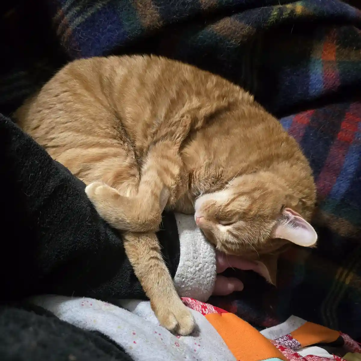 An orange tabby cat is curled up and sleeping soundly on a pile of blankets, with its head resting on a person's hand that…